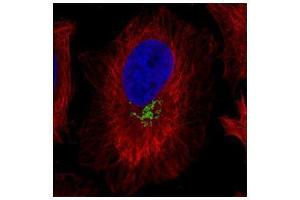 ICC/IF Image Confocal immunofluorescence analysis (Olympus FV10i) of paraformaldehyde-fixed HeLa, using GOLPH2, antibody (Green) at 1:1000 dilution. (GOLM1 antibody  (C-Term))