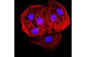 Immunofluorescence analysis of Hela cells. (EHMT2 antibody  (AA 317-471))