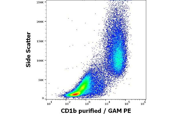 CD1b antibody