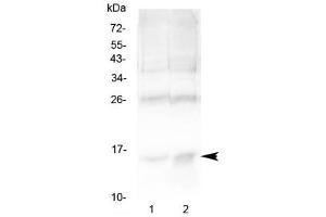 Western blot testing of 1) rat spleen and 2) human U-2 OS cell lysate with Hemoglobin antibody at 0. (HBA1 antibody)