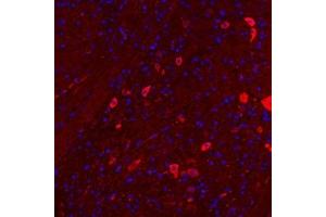 Immunofluorescentanalysis of paraffin embedded mouse cerebellum using Nrg4 (ABIN7074805) at dilution of 1: 300 (Neuregulin 4 antibody)