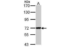 WB Image Sample (30 ug of whole cell lysate) A: Hela 7. (GBP3 antibody)