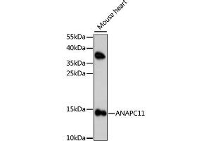Western blot analysis of extracts of mouse heart, using  antibody (ABIN7265580) at 1:1000 dilution. (ANAPC11 antibody  (AA 1-84))