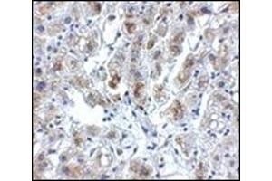 Immunohistochemistry of Siglec11 in human liver tissue with this product at 5 μg/ml. (SIGLEC11 antibody  (C-Term))