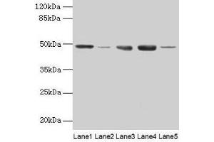 FNTB antibody  (AA 1-300)
