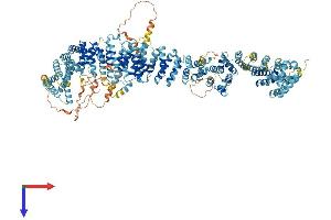 AlphaFold protein structure predicition of Human Recombinant MROH5 Protein, UniprotID Q6ZUA9 (MROH5 Protein (AA 1-1318) (His tag))