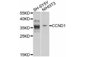 Western blot analysis of extracts of various cell lines, using CCND1 antibody (ABIN5995417) at 1/1000 dilution. (Cyclin D1 antibody)