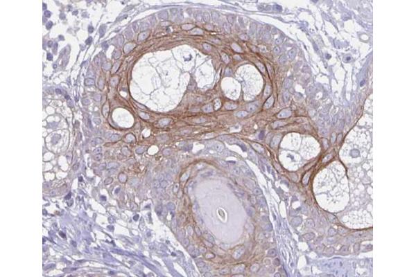NPBWR2 antibody