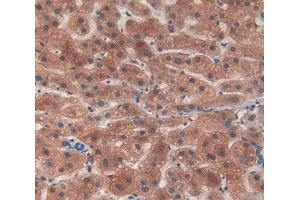 IHC-P analysis of Mouse Tissue, with DAB staining. (C4A antibody  (AA 678-761))