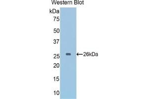 Detection of Recombinant GAPDH, Mouse using Polyclonal Antibody to Glyceraldehyde-3-Phosphate Dehydrogenase (GAPDH) (GAPDH antibody  (AA 56-284))