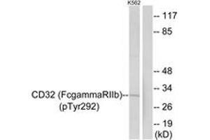 Western blot analysis of extracts from K562 cells treated with PMA 125ng/ml 30', using CD32 (Phospho-Tyr292) Antibody. (Fc gamma RII (CD32) (AA 258-307), (pTyr292) antibody)