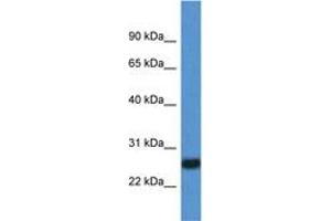 Image no. 1 for anti-Interleukin 27 (IL27) (C-Term) antibody (ABIN6749775) (IL-27 antibody  (C-Term))