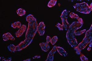 IF analysis of RPS5 using anti-RPS5 antibody (ABIN7599076). (RPS5 antibody  (AA 1-204))