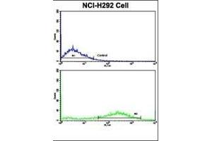 Flow cytometric analysis of NCI- cells using Fascin Antibody (Center)(bottom histogram) compared to a negative control cell (top histogram).