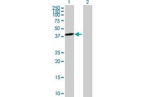 Western Blot analysis of TWF2 expression in transfected 293T cell line by TWF2 MaxPab polyclonal antibody. (TWF2 antibody  (AA 1-349))