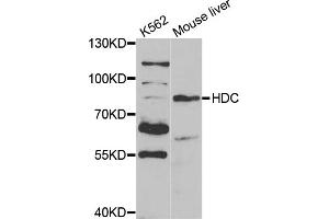 Western blot analysis of extracts of various cell lines, using HDC antibody (ABIN5973178) at 1/1000 dilution. (HDC antibody)