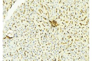 ABIN6275895 at 1/100 staining Mouse liver tissue by IHC-P.