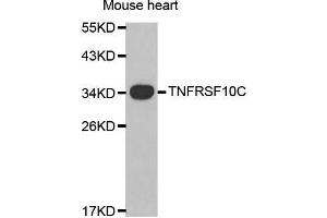 Western Blotting (WB) image for anti-Tumor Necrosis Factor Receptor Superfamily, Member 10c (TNFRSF10C) (AA 30-130) antibody (ABIN6215183) (DcR1 antibody  (AA 30-130))