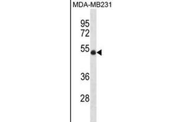 UBR7 antibody  (N-Term)