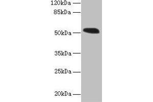 Western blot All lanes: MIEF1 antibody at 4 μg/mL + Mouse liver tissue Secondary Goat polyclonal to rabbit IgG at 1/10000 dilution Predicted band size: 52, 16, 9 kDa Observed band size: 52 kDa (SMCR7L antibody  (AA 51-309))