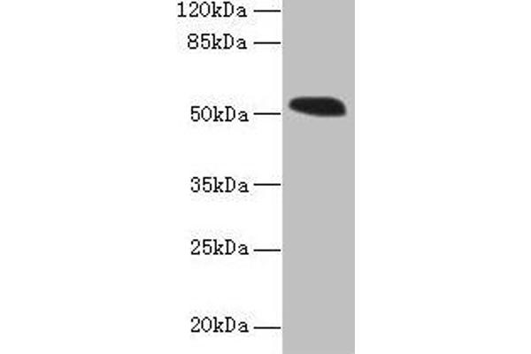 SMCR7L antibody  (AA 51-309)