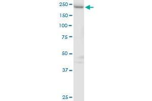 GAPVD1 MaxPab polyclonal antibody. (GAPVD1 antibody  (AA 1-629))