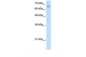 SLC39A12 antibody  (N-Term)