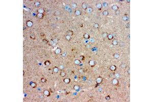 Anti- GRIA1 antibody, IHC(P) IHC(P): Mouse Brain Tissue (Glutamate Receptor 1 antibody  (AA 19-360))