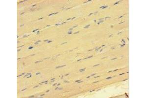 Immunohistochemistry of paraffin-embedded human skeletal muscle tissue using ABIN7172549 at dilution of 1:100 (GATA5 antibody  (AA 336-397))