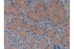 DAB staining on IHC-P; Samples: Mouse Kidney Tissue (STAM antibody  (AA 199-464))