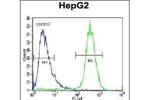 TYROBP Antibody (C-term) (ABIN653819 and ABIN2843091) flow cytometric analysis of HepG2 cells (right histogram) compared to a negative control (Rabbit IgG alone) (left histogram).