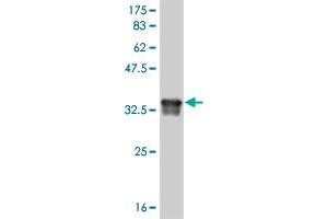 Western Blot detection against Immunogen (35. (DEAF1 antibody  (AA 133-222))