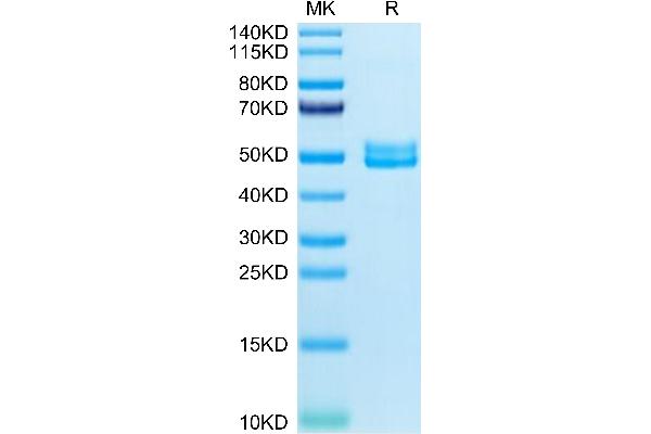 BST2 Protein (AA 52-152) (Fc Tag)