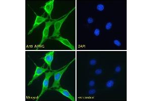 Immunofluorescence (IF) image for anti-Apoptosis-Inducing Factor, Mitochondrion-Associated, 1 (AIFM1) (AA 183-195) antibody (ABIN2613375)