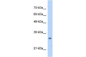 MRTO4 antibody used at 2. (C1orf33 antibody)