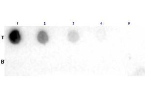 Dot Blot results of Goat Fab Anti-Biotin Antibody.