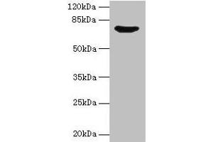 Western blot All lanes: SYN1 antibody at 12 μg/mL + Mouse brain tissue Secondary Goat polyclonal to rabbit IgG at 1/10000 dilution Predicted band size: 75, 71 kDa Observed band size: 75 kDa (SYN1 antibody  (AA 113-420))