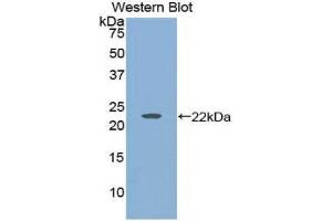 Western Blotting (WB) image for anti-Histone Acetyltransferase 1 (HAT1) (AA 100-338) antibody (ABIN1859122)