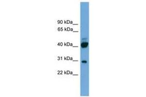 PRR5 Antikörper  (AA 35-84)