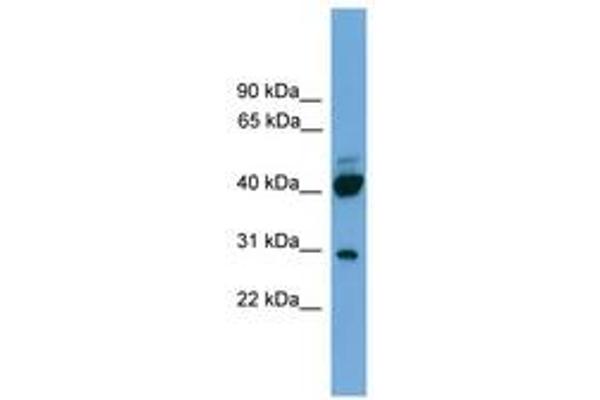 PRR5 抗体  (AA 35-84)