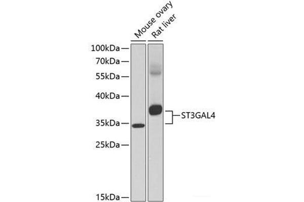 ST3GAL4 抗体