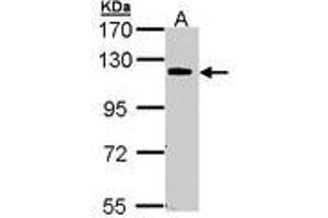 Image no. 1 for anti-Caspase Recruitment Domain Family, Member 10 (CARD10) (AA 341-600) antibody (ABIN467541) (CARD10 antibody  (AA 341-600))