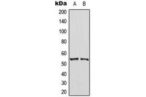 Western blot analysis of PTEN expression in HT29 (A), NIH3T3 (B) whole cell lysates. (PTEN antibody  (C-Term))