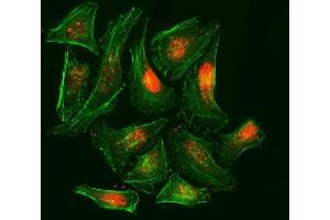 IF analysis of RPA32/RPA2 using anti-RPA32/RPA2 antibody (ABIN7601379). (RPA2 antibody  (AA 34-254))