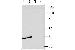 Western blot analysis of mouse P815 mastocytoma cell line lysates (lanes 1 and 3) and mouse  B-cell lymphoma cell line lysate (lanes 2 and 4):1-2. (Adenosine A3 Receptor (ADORA3) Peptide)