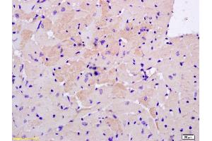 Formalin-fixed and paraffin embedded mouse heart labeled with Anti-S100A13 Polyclonal Antibody, Unconjugated (ABIN748073) at 1:200 followed by conjugation to the secondary antibody and DAB staining.