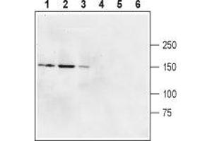 Western blot analysis of rat brain membranes (lanes 1 and 4), mouse brain membranes (lanes 2 and 5) and human U87-MG glioblastoma cell lysate (lines 3 and 6): - 1-3. (GRID2 antibody  (Extracellular))
