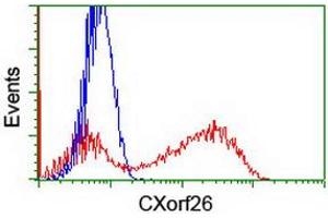 Image no. 1 for anti-Chromosome X Open Reading Frame 26 (CXorf26) antibody (ABIN1497688) (CXorf26 antibody)