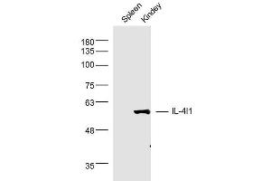 Mouse spleen and kidney lysates probed with IL-4l1 Polyclonal Antibody, unconjugated  at 1:300 overnight at 4°C followed by a conjugated secondary antibody at 1:10000 for 90 minutes at 37°C.