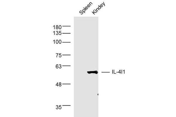 IL4I1 抗体  (AA 51-160)